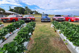 Strawberry View Coffee Shack, Bellmere, 12 July 2023 ....